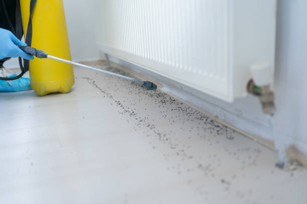 Best Cockroach Control Services  in Huntingtown, MD